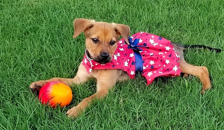 These Fort Worth-based pups are up for adoption and in need of good homes