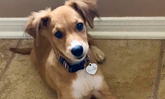 These Austin-based puppies are up for adoption and in need of a good home
