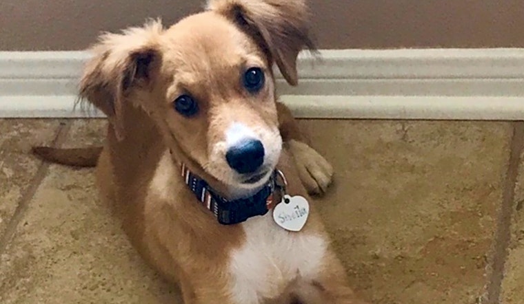 These Austin-based puppies are up for adoption and in need of a good home