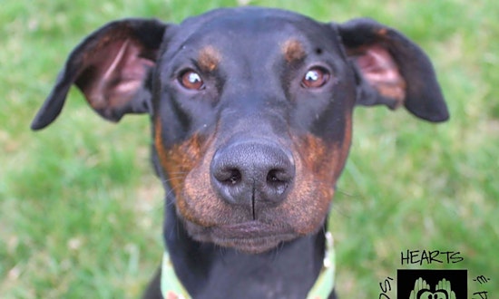 Want to adopt a pet? Here are 6 lovable pups to adopt now in Omaha