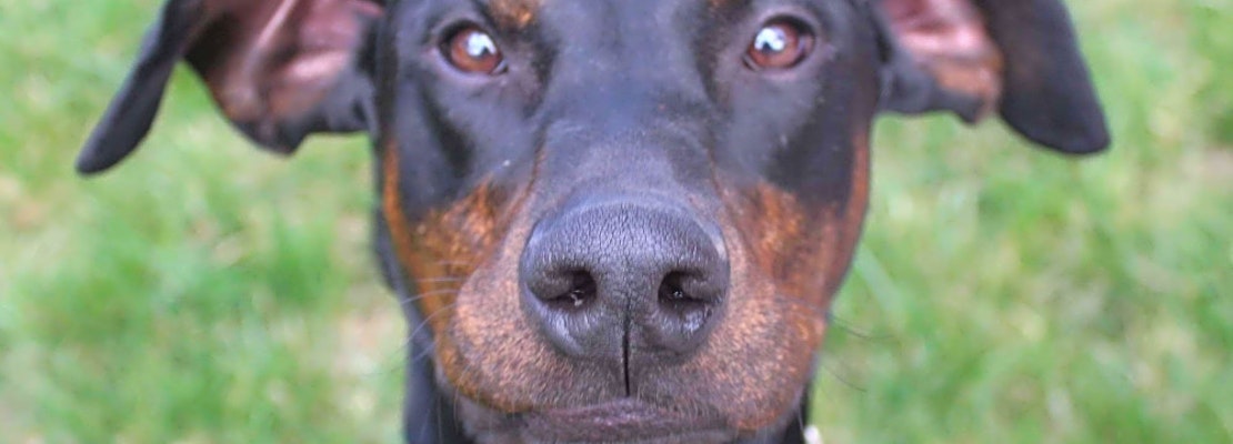 Want to adopt a pet? Here are 6 lovable pups to adopt now in Omaha