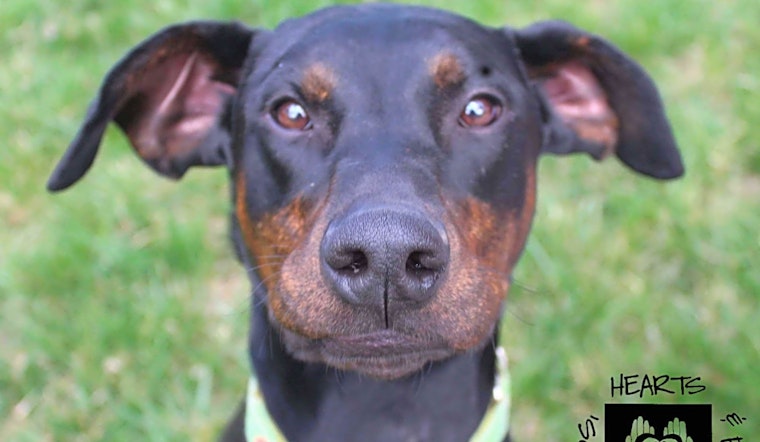 Want to adopt a pet? Here are 6 lovable pups to adopt now in Omaha