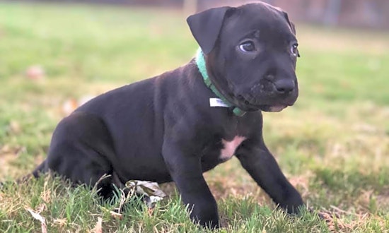 Looking to adopt a pet? Here are 7 cuddly canines to adopt now in Oklahoma City