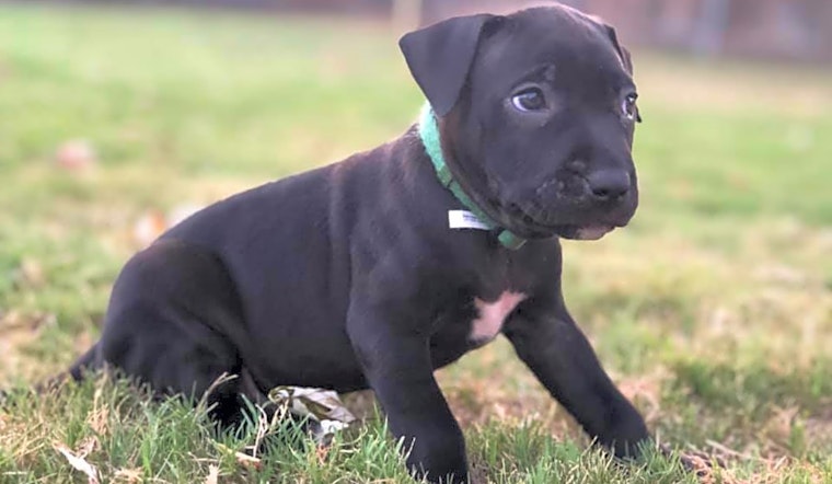 Looking to adopt a pet? Here are 7 cuddly canines to adopt now in Oklahoma City