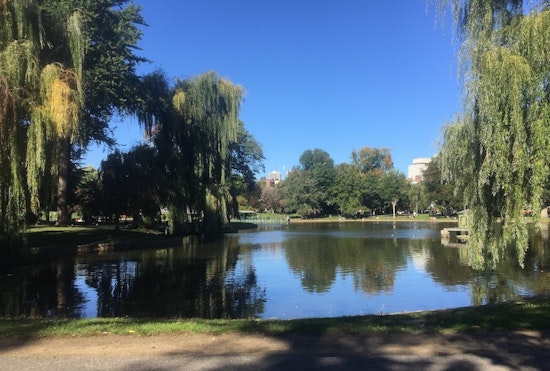 Top Boston news: Homelessness in Boston Common a growing concern; bobcat spotted in city park; more