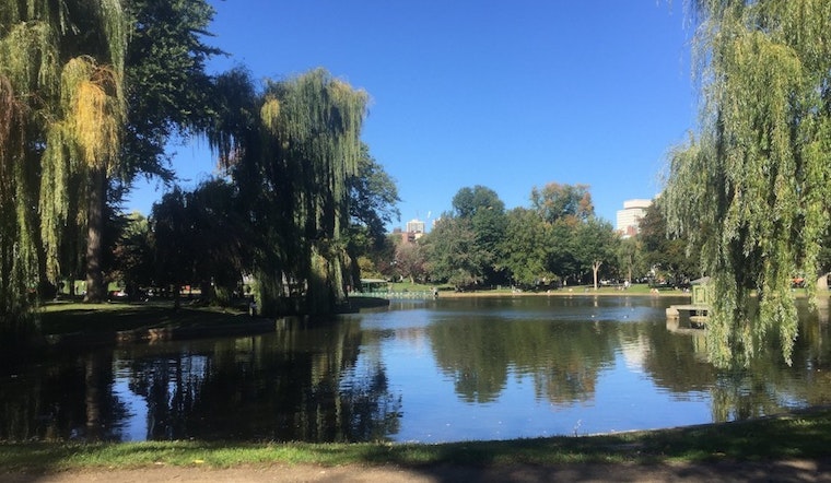 Top Boston news: Homelessness in Boston Common a growing concern; bobcat spotted in city park; more