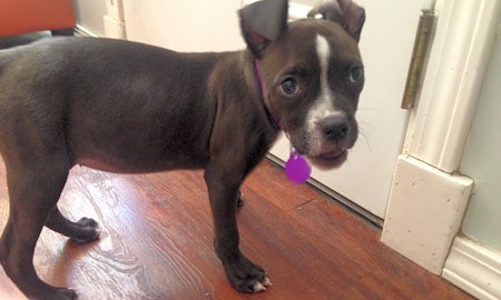 These Tulsa-based puppies are up for adoption and in need of a good home