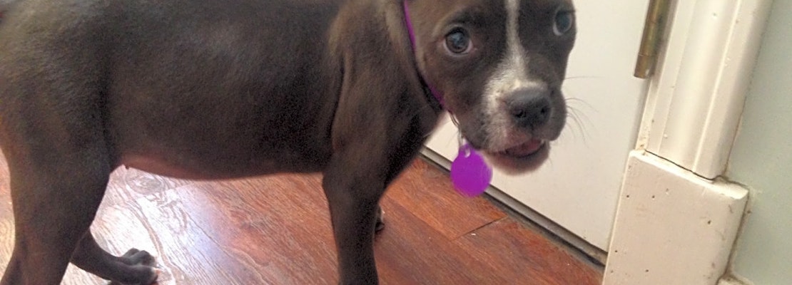 These Tulsa-based puppies are up for adoption and in need of a good home