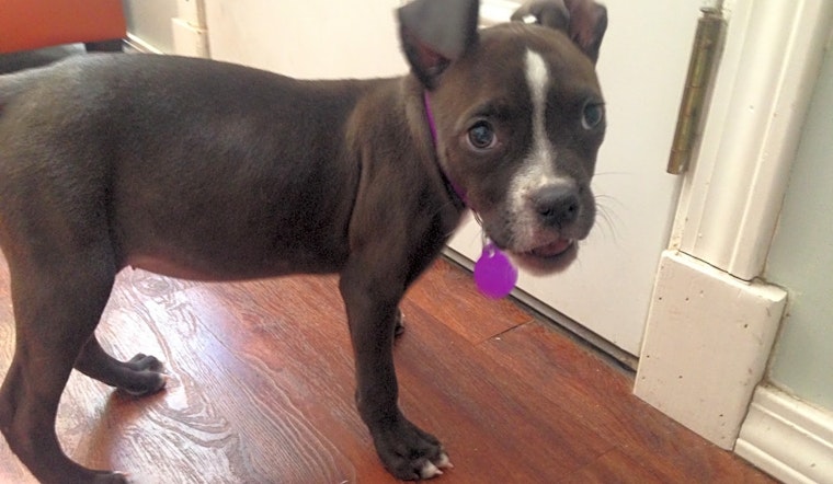 These Tulsa-based puppies are up for adoption and in need of a good home