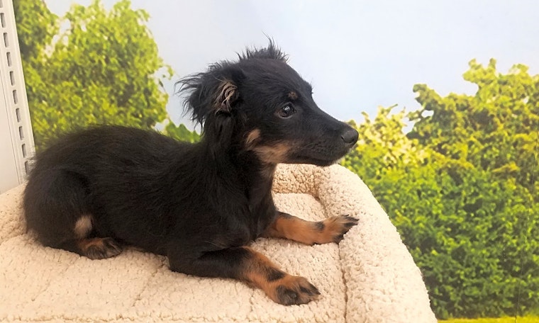 These Tucson-based puppies are up for adoption and in need of a good home