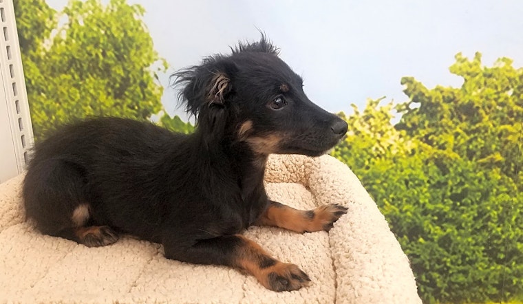 These Tucson-based puppies are up for adoption and in need of a good home