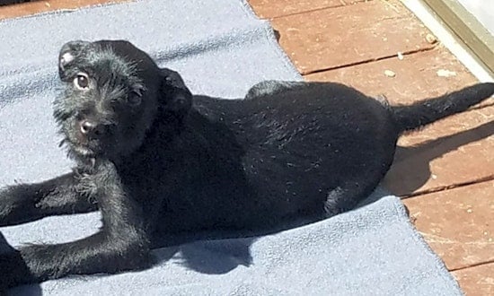 Looking to adopt a pet? Here are 4 precious puppies to adopt now in Colorado Springs