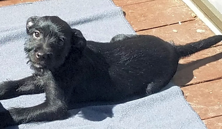 Looking to adopt a pet? Here are 4 precious puppies to adopt now in Colorado Springs