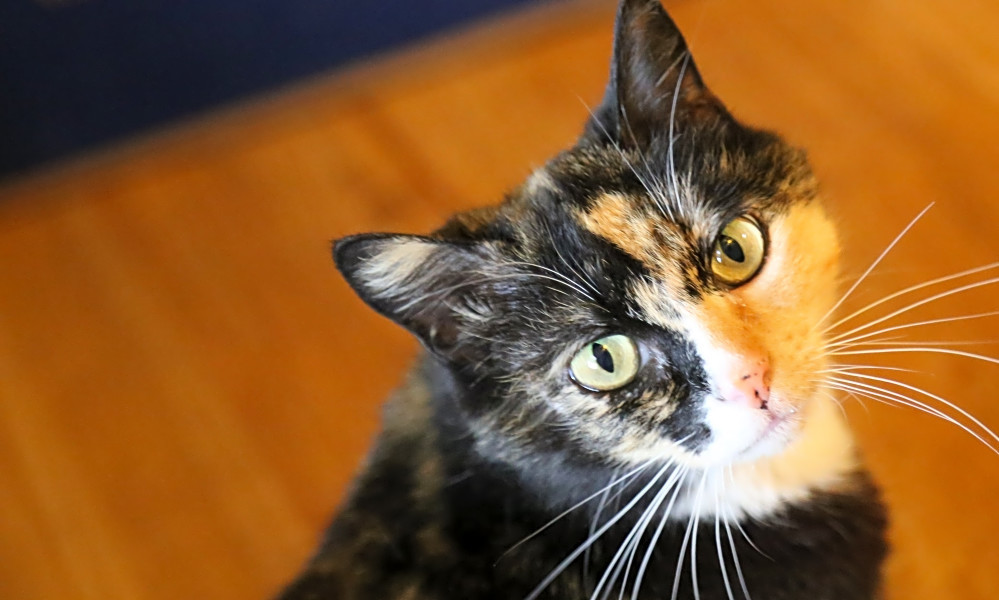 Looking to adopt a pet? Here are 7 charming cats to adopt now in