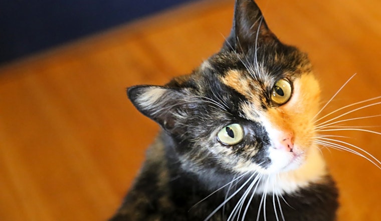 Looking to adopt a pet? Here are 7 charming cats to adopt now in Albuquerque