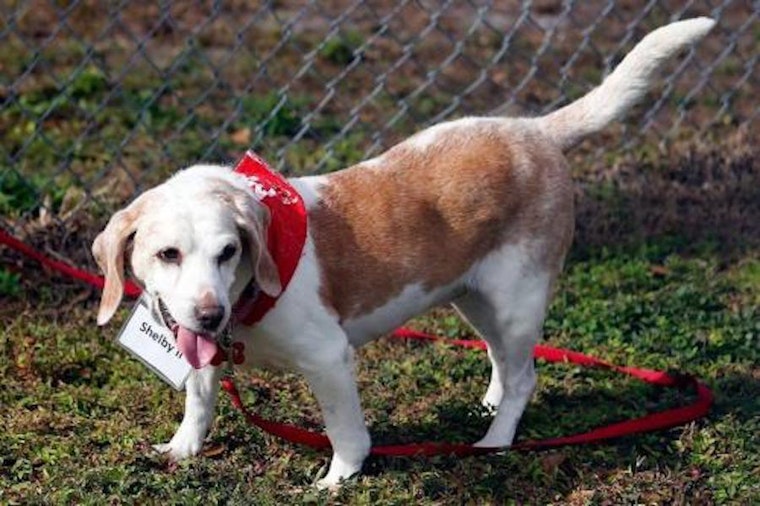 These Tampa-based canines are up for adoption and in need of a good home