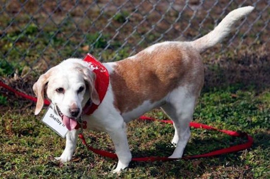 These Tampa-based canines are up for adoption and in need of a good home