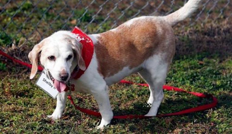 These Tampa-based canines are up for adoption and in need of a good home