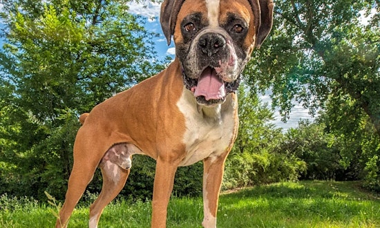 These Denver-based dogs are up for adoption and in need of good homes