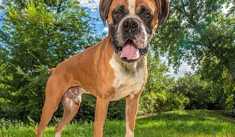 These Denver-based dogs are up for adoption and in need of good homes