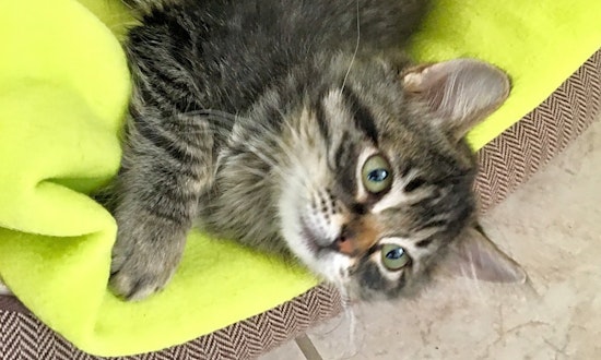 Want to adopt a pet? Here are 7 cute-as-can-be kittens to adopt now in Las Vegas