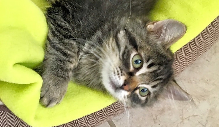 Want to adopt a pet? Here are 7 cute-as-can-be kittens to adopt now in Las Vegas
