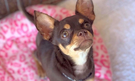 These Phoenix-based puppies are up for adoption and in need of a good home