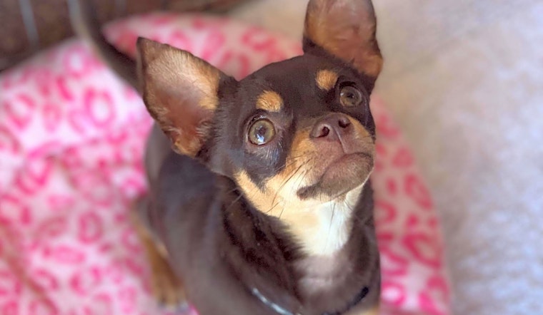 These Phoenix-based puppies are up for adoption and in need of a good home
