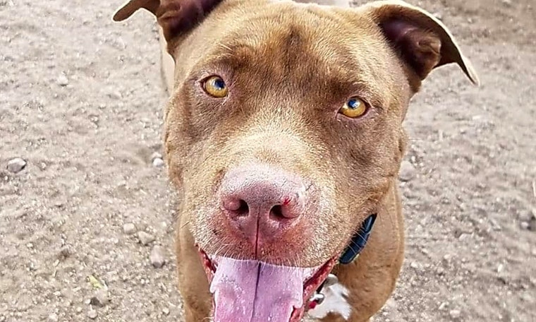 Want to adopt a pet? Here are 5 delightful doggies to adopt now in Mesa