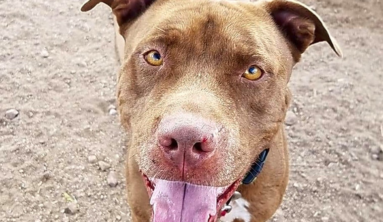 Want to adopt a pet? Here are 5 delightful doggies to adopt now in Mesa