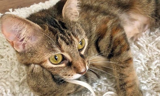 7 lovable kitties to adopt now in Cincinnati