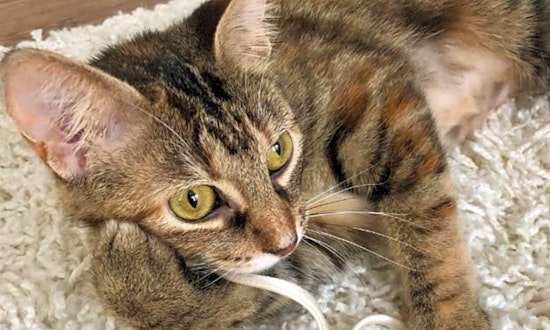 7 lovable kitties to adopt now in Cincinnati