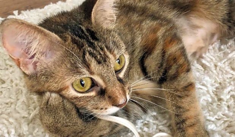 7 lovable kitties to adopt now in Cincinnati