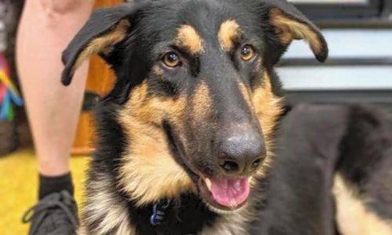 6 delightful doggies to adopt now in Seattle