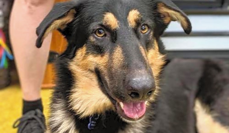 6 delightful doggies to adopt now in Seattle
