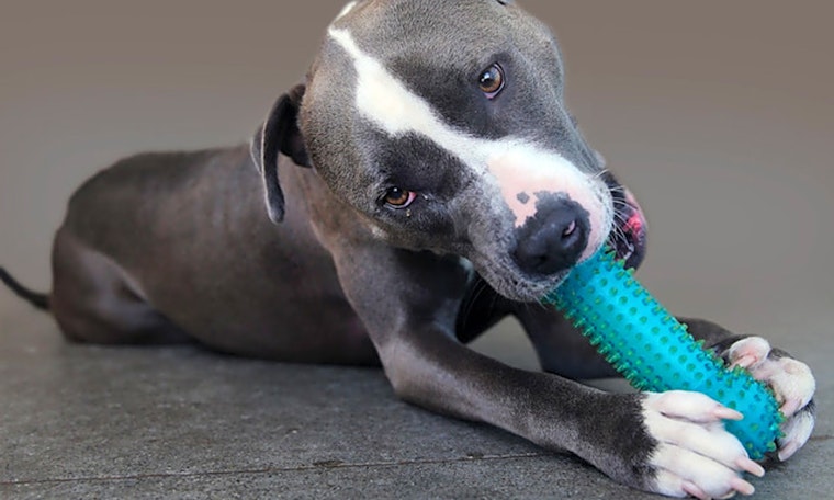 6 lovable pups to adopt now in Berkeley