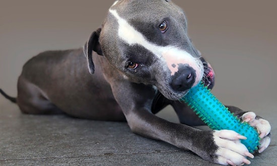 6 lovable pups to adopt now in Berkeley