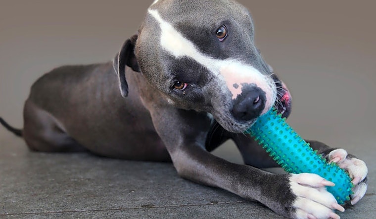 6 lovable pups to adopt now in Berkeley