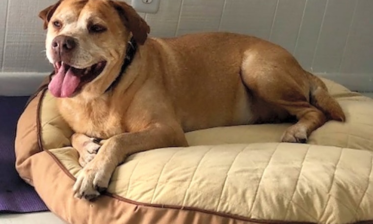 6 delightful doggies to adopt now in Miami
