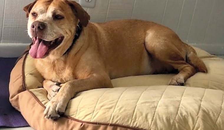 6 delightful doggies to adopt now in Miami