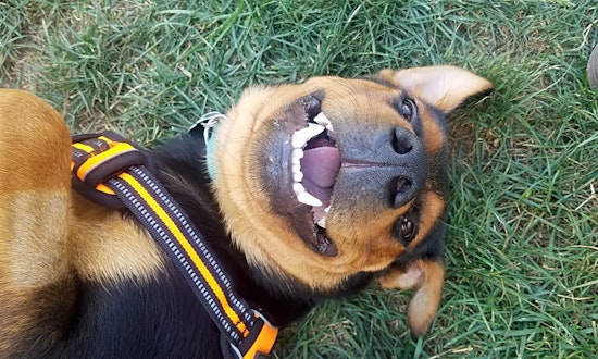 These Arlington-based puppies are up for adoption and in need of a good home