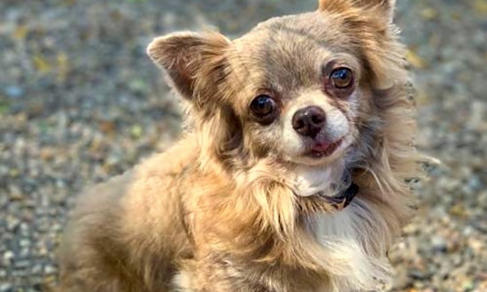 5 lovable pups to adopt now in Oakland