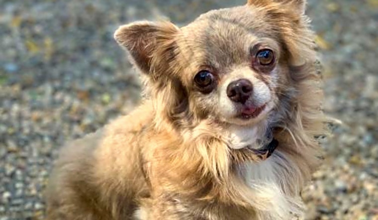 5 lovable pups to adopt now in Oakland
