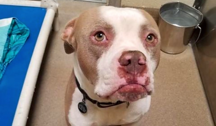 Want to adopt a pet? Here are 4 delightful doggies to adopt now in Riverside