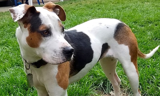 These Aurora-based doggies are up for adoption and in need of a good home