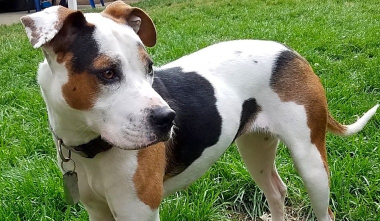 These Aurora-based doggies are up for adoption and in need of a good home