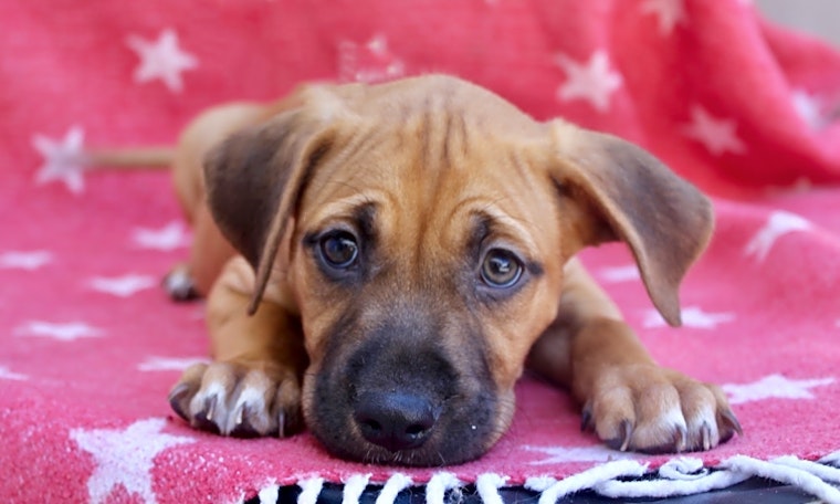 These Los Angeles-based puppies are up for adoption and in need of a good home