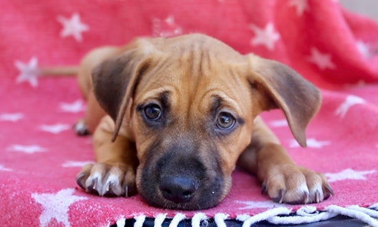 These Los Angeles-based puppies are up for adoption and in need of a good home