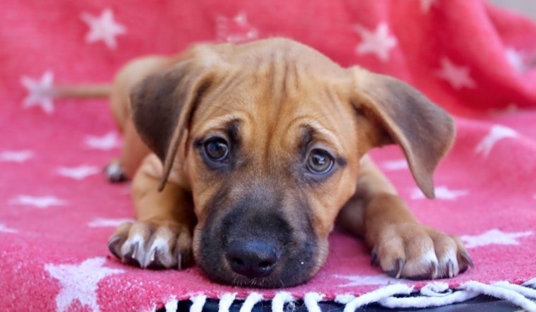 These Los Angeles-based puppies are up for adoption and in need of a good home