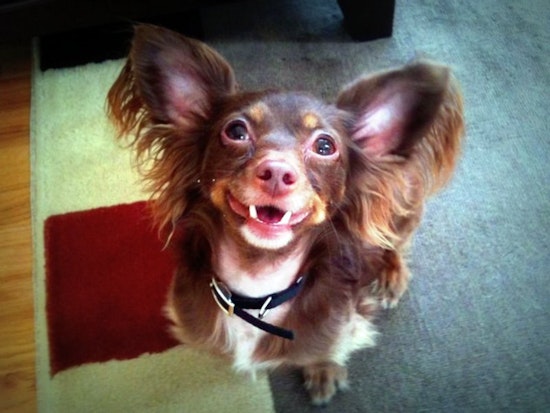 Dogs of the Upper Haight: Part 3 in a Series